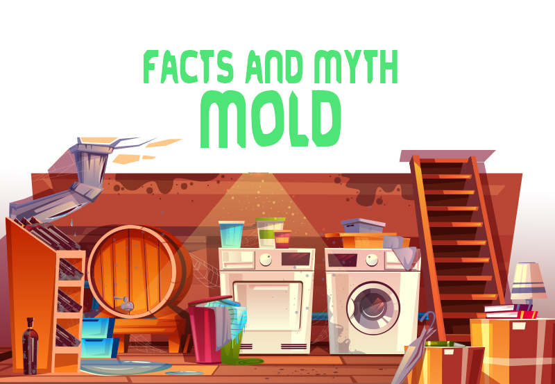 Debunking Old Mold Myths