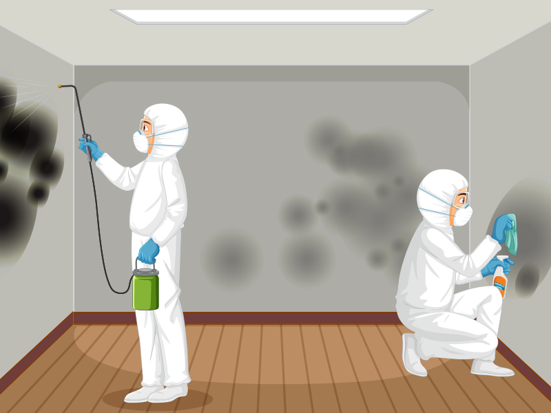 Mold removal process